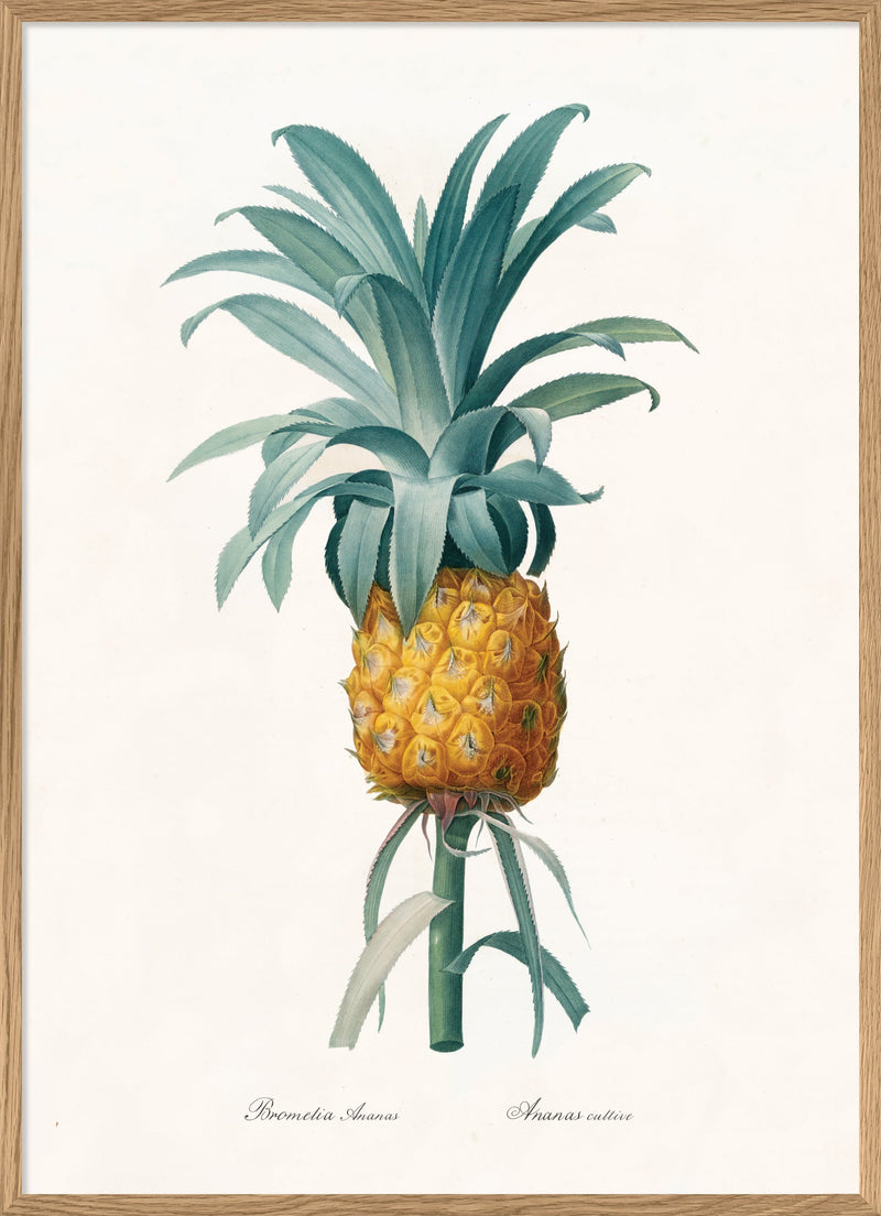 Bromelia Ananas