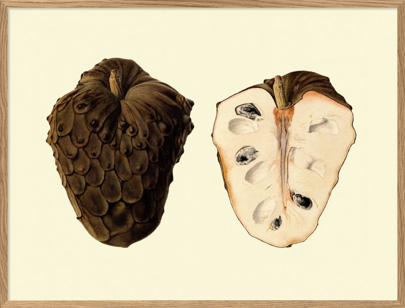 Cherimoya